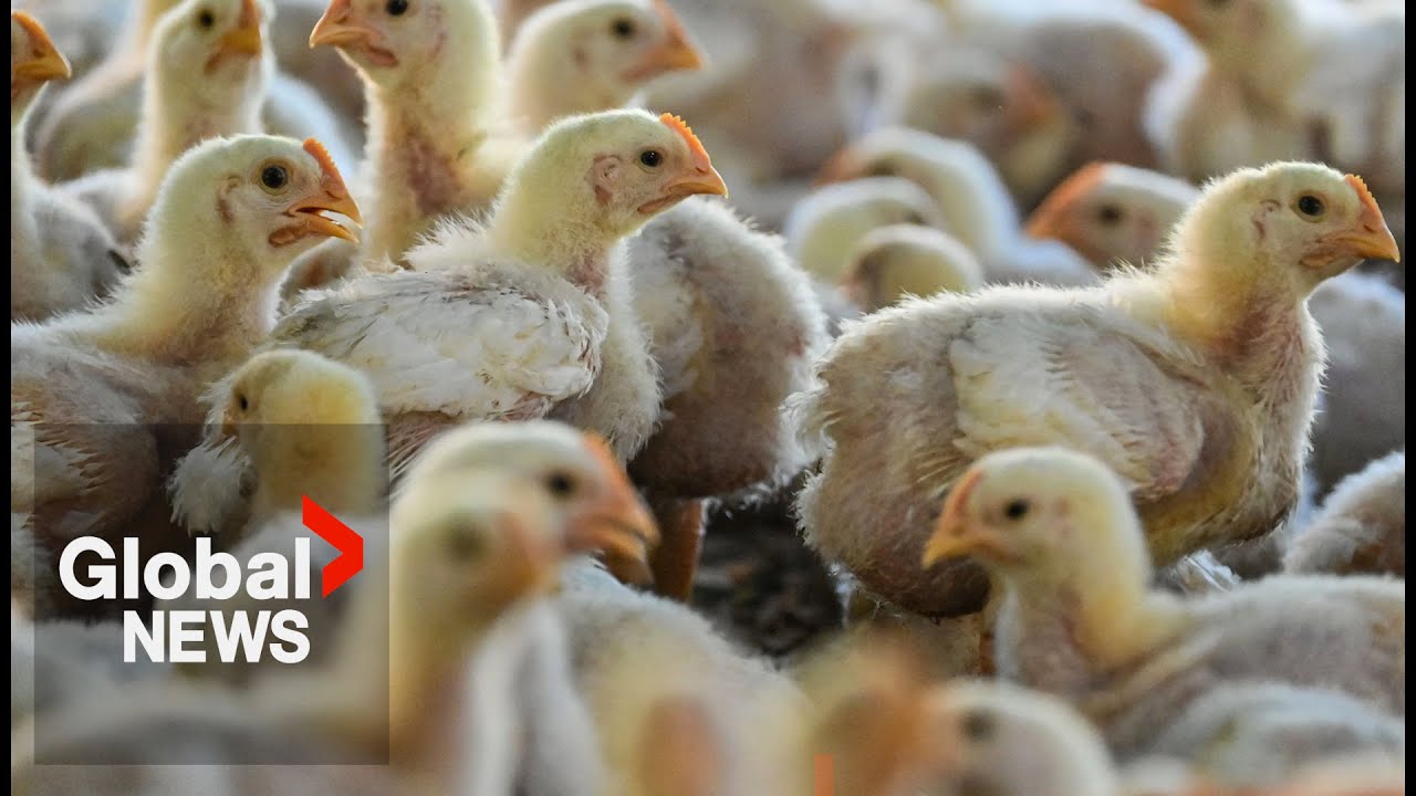 H5N1 avian influenza: BC reports 1st human case of bird flu in teen