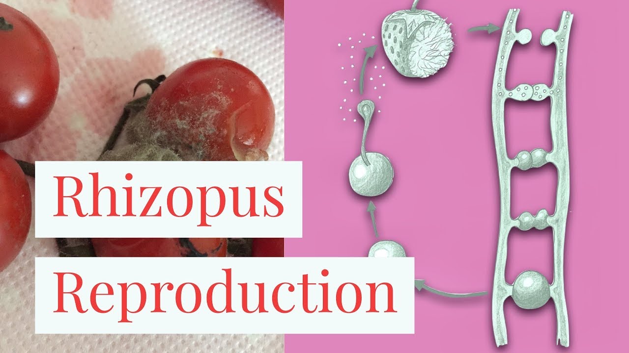 Rhizopus-Reproduction Leaving Cert Biology-Leaving Cert Biology Fungi