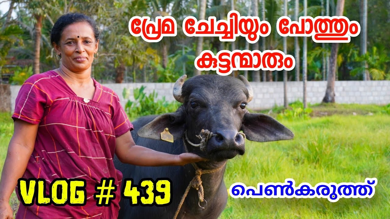 പ്രേമ ചേച്ചിയുടെ പോത്ത് വളർത്തൽ | Buffalo farming