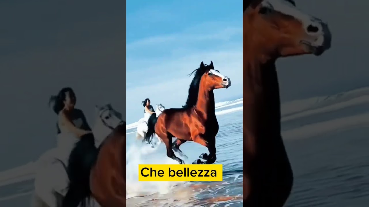 Che bellezza Cavallo di corsa #shorts #belleza #cavallo #corsa #italian