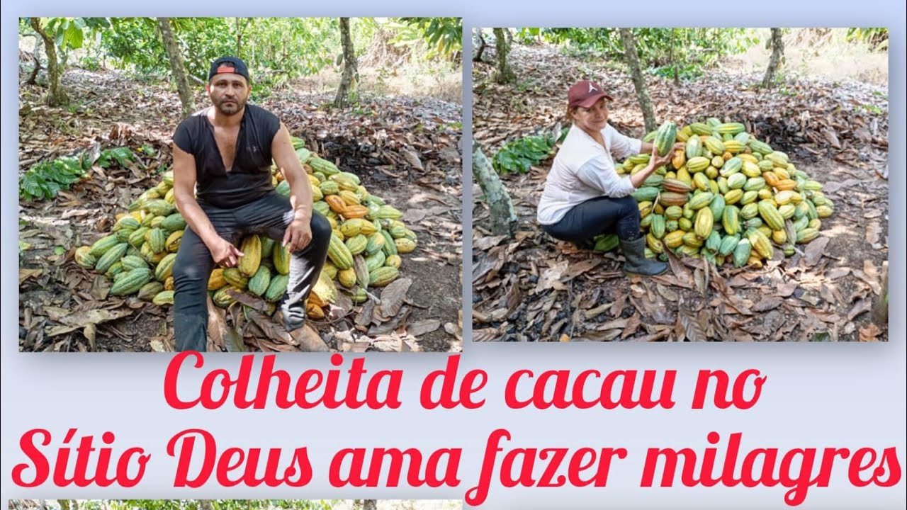 🌳🍫 COLHEITA DE CACAU:: A RIQUEZA QUE  VEM DA ROÇA 🌳🍫