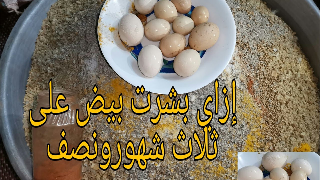 خلطه ممتازة لزيادة إنتاج البيض اقوي خلطة الفراخ هتبشر معاكي علي ثلاث شهور ونصف وتكر بيض🐣🐔شوفي بنفسك