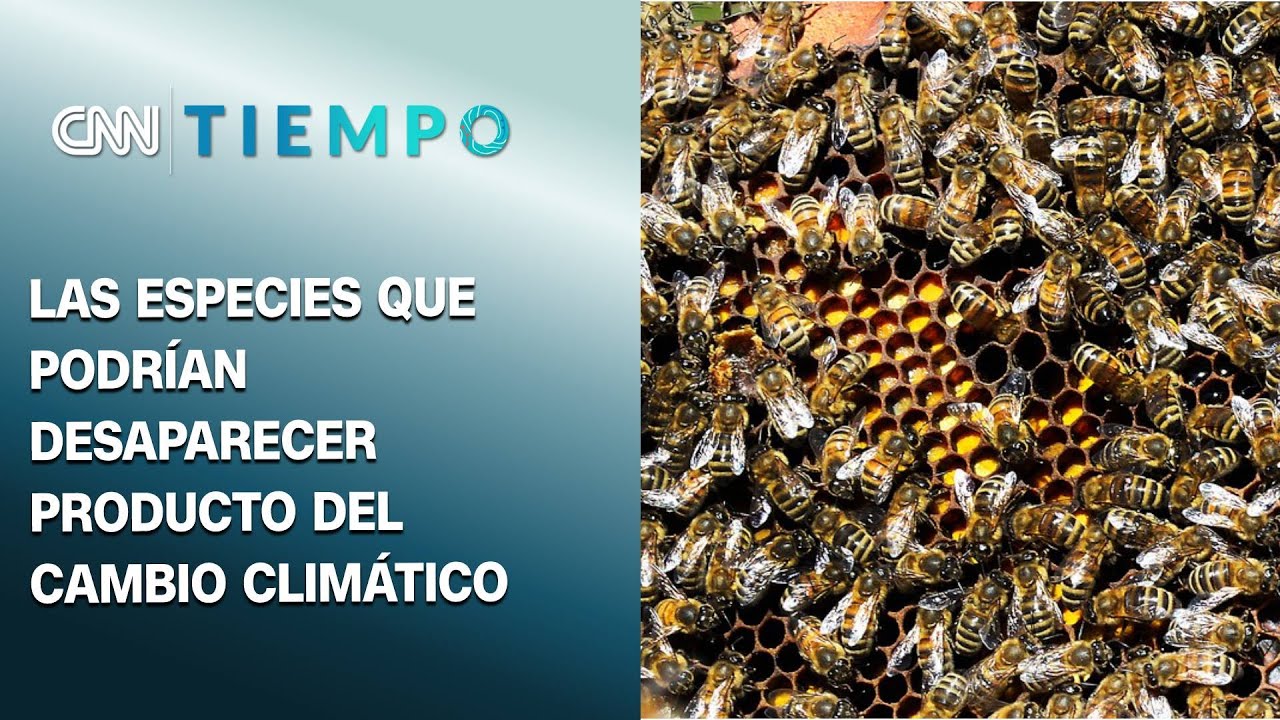 Estas son las especies de animales que podrían desaparecer por el cambio climático | CNN Tiempo