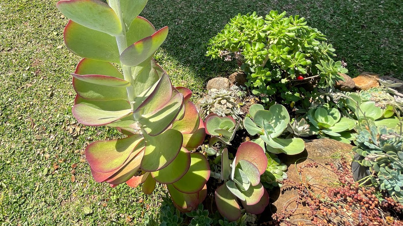 SUCULENTA GIGANTE de SOL ORELHA de ELEFANTE - Haste floral + MUDAS