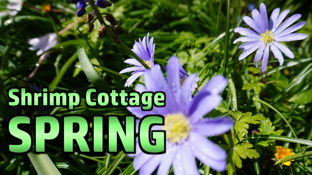 Random Stuff - Comment Positivity, Eggs, Shrimp Cottage Garden, Insect Friends, Technical Bumbling