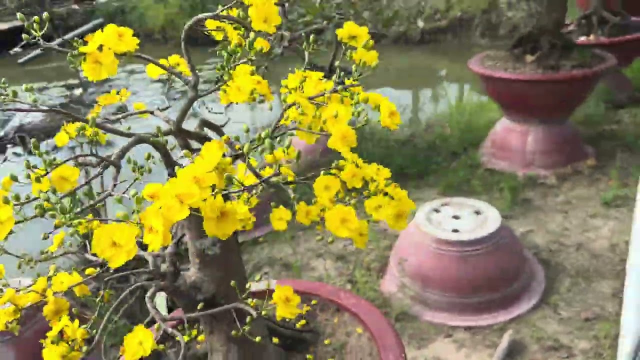 11/12al vườn mai hiếu nguyễn xuống lá cà cách nhận biết nút nụ để canh ngày lặt
