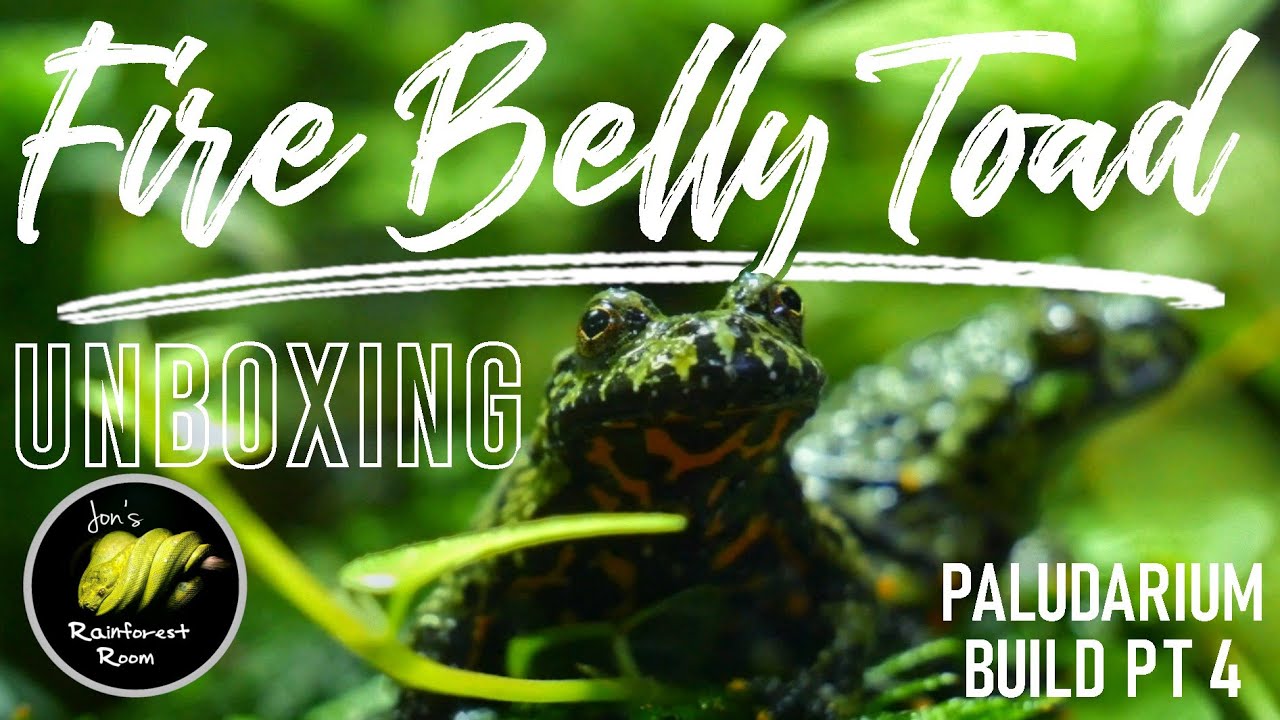 Unboxing Baby Fire Belly Toads & The Fire Belly Toad Paludarium Build Continues