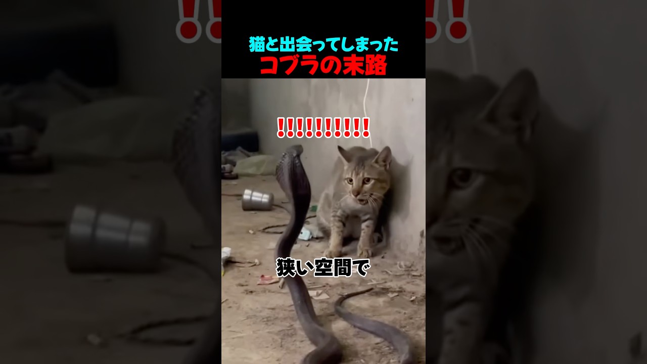 猫に出会ったコブラ