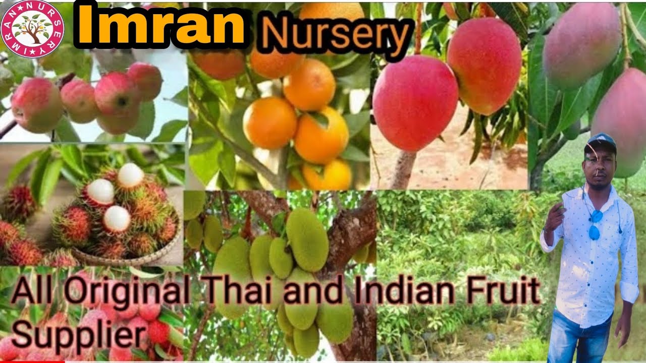 #fruits plant #imrannursery#Ariginal Thai variety available best nursery in west bengal Kolkata,such