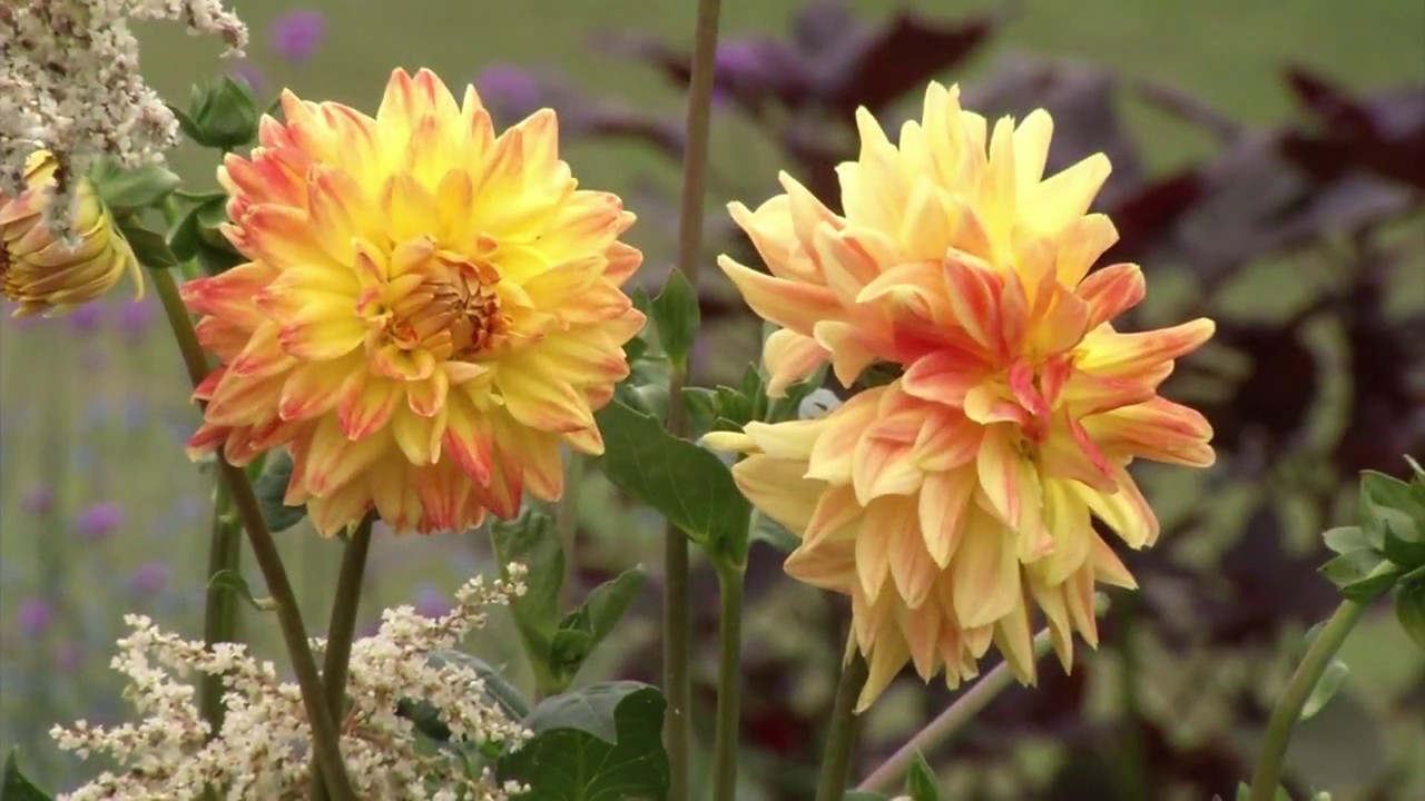 American Hodgepodge: Prairie Yard & Garden