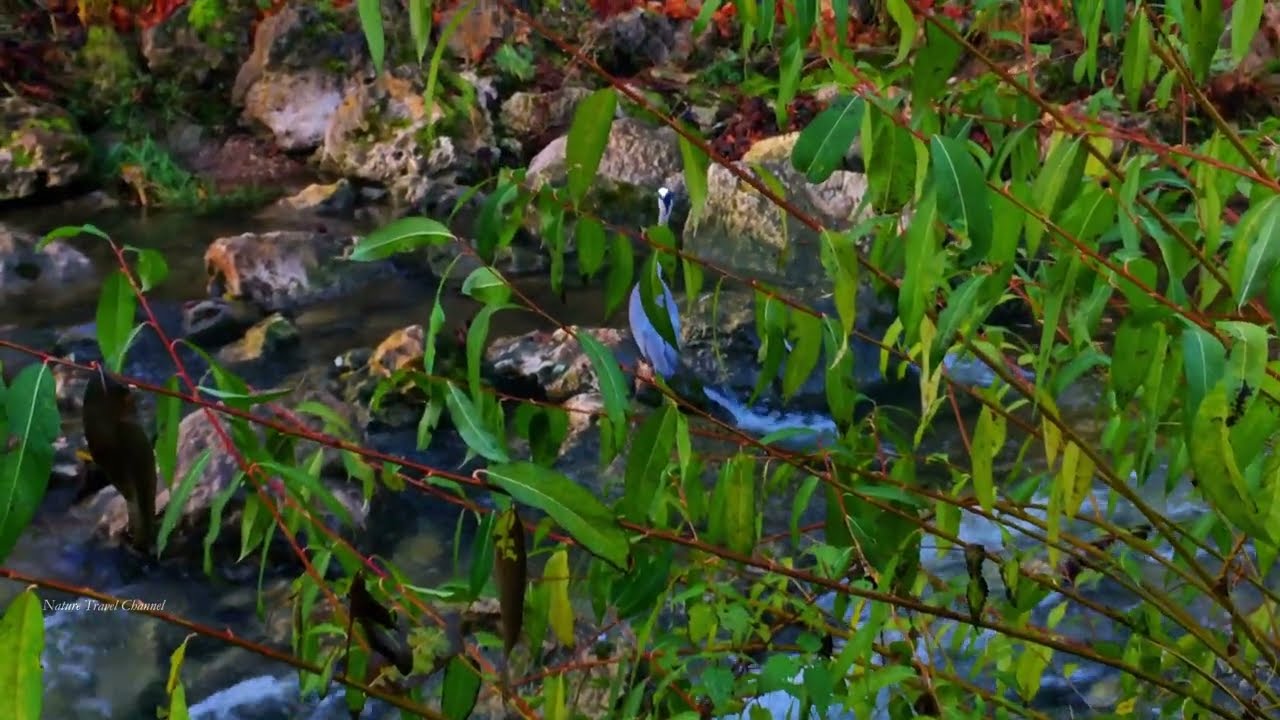 Relaxing nature video for stress relief / Entspannendes Video zum Stressabbau