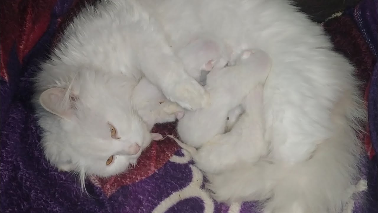 Peaceful Newborn Kittens Nursing Together | First Day After Birth
