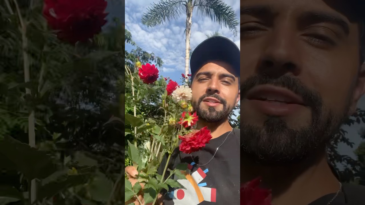 🌺 COMO FAZER MUDAS DA FLOR D&Aacute;LIA? #plantas #vlognaroca #natureza #chacaraqueto #jardim #d&aacute;lia