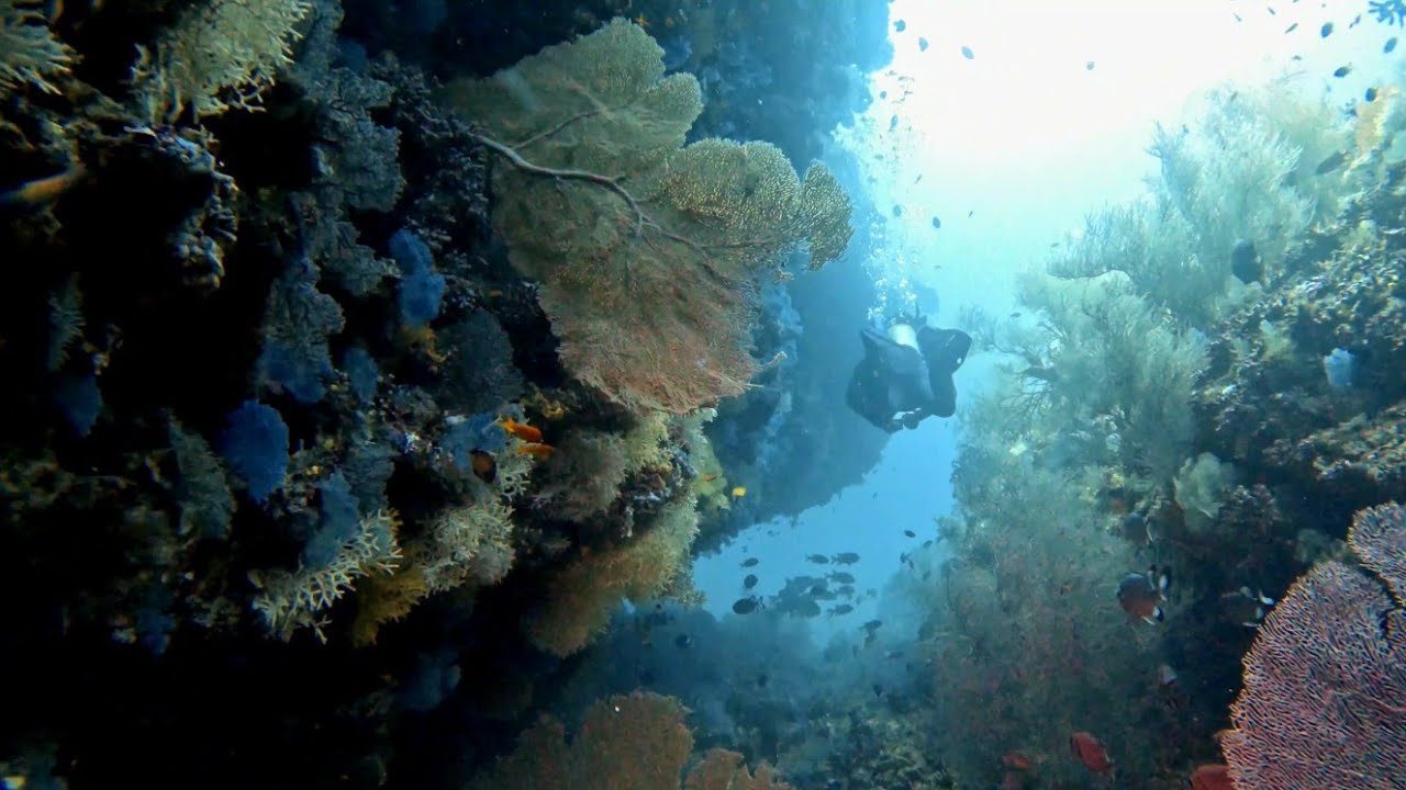 Maldives Scuba diving Lucky hell, Huddu thilla, Reethi thila, Kudarah thila South Ari atoll