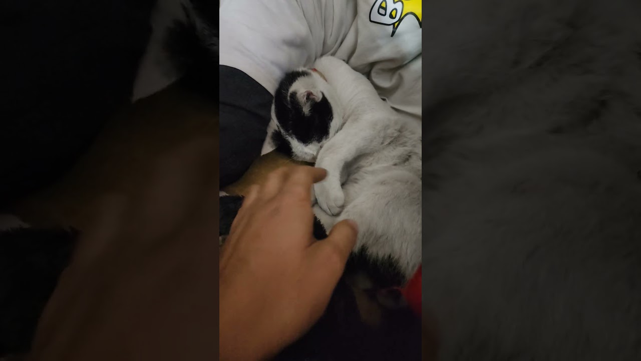 Fuzzy blanket thief in action. Cozy dreams only! 💕😻 
