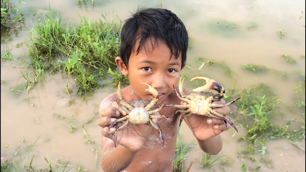 Net Fishing  | Catching Crabs And Snail at Kampot Province - Cambodia | Khmer Traditional #P008