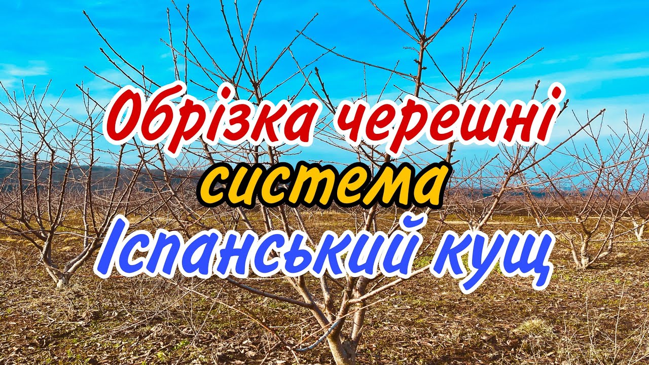 Обрізка черешні система Іспанський кущ. Обрізка сформованого дерева.