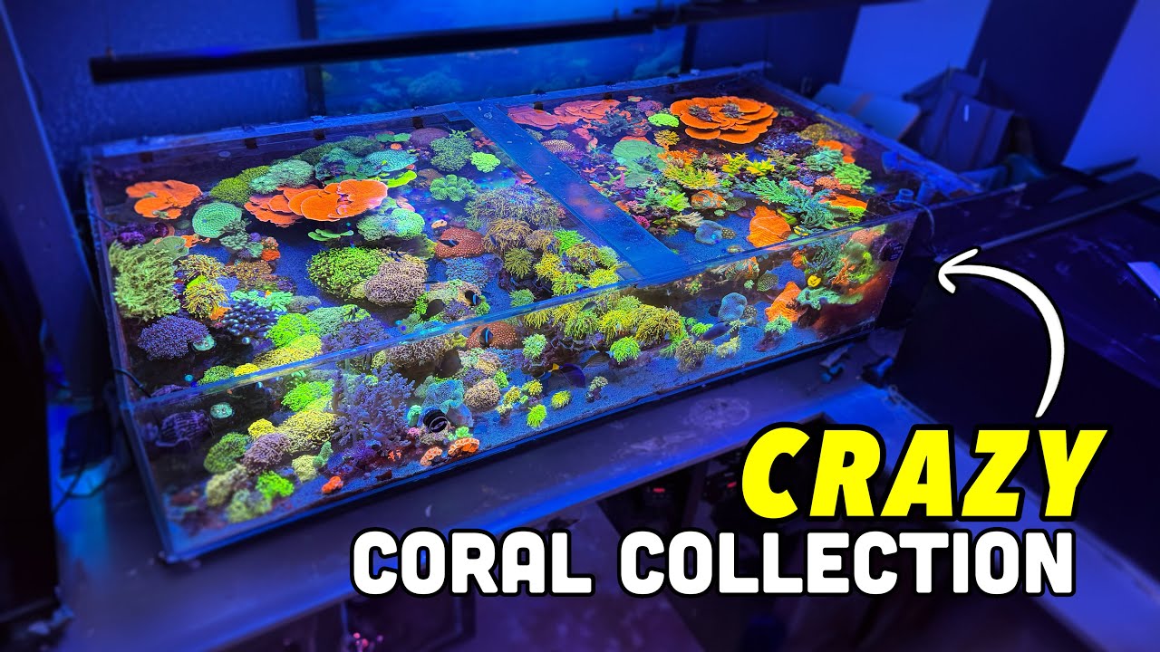 The Most Impressive Shallow Reef Tank I've Seen