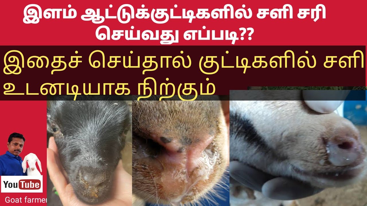 ஆட்டுக்குட்டிகளில் ஏற்படும் சளி யும் அதற்கான தீர்வும்
