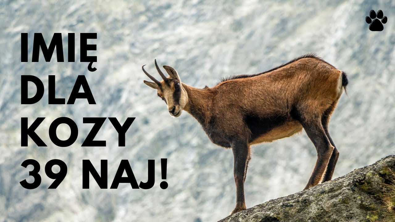 🐐 Imię Dla Kozy 🌿 39 SUPER 🌿 MEGA 🌿 Imion | Imionowo