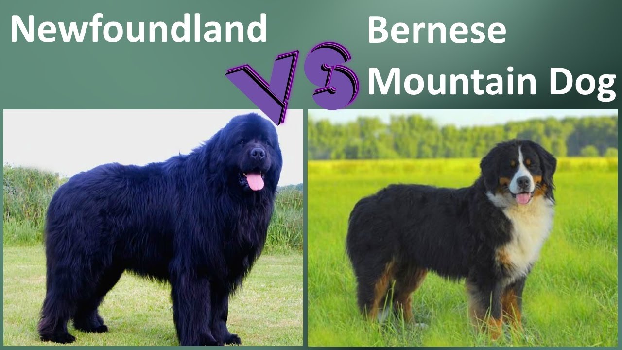 Newfoundland VS Bernese Mountain Dog - Comparison - Bernese Mountain Dog VS Newfoundland Differences