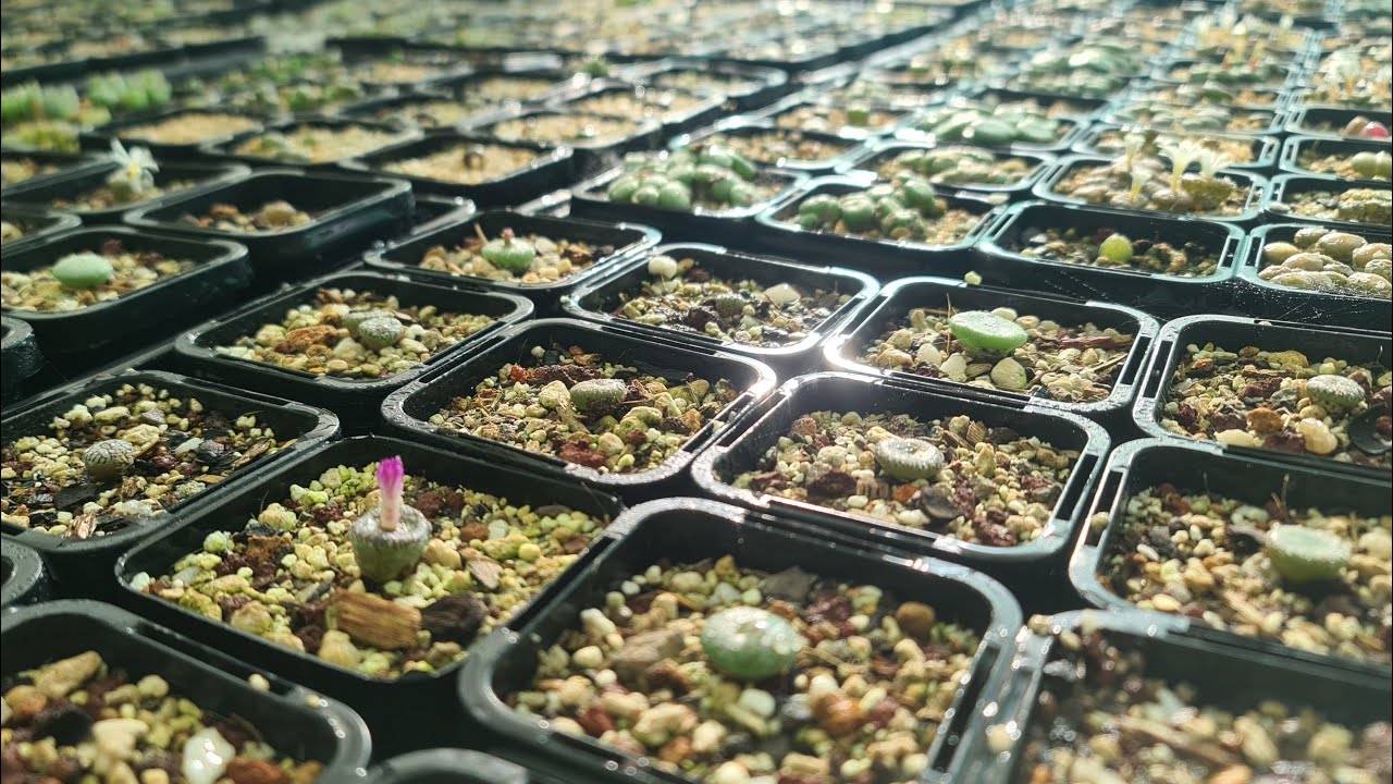 Conophytum Collection Tour Over 1000 Plants!