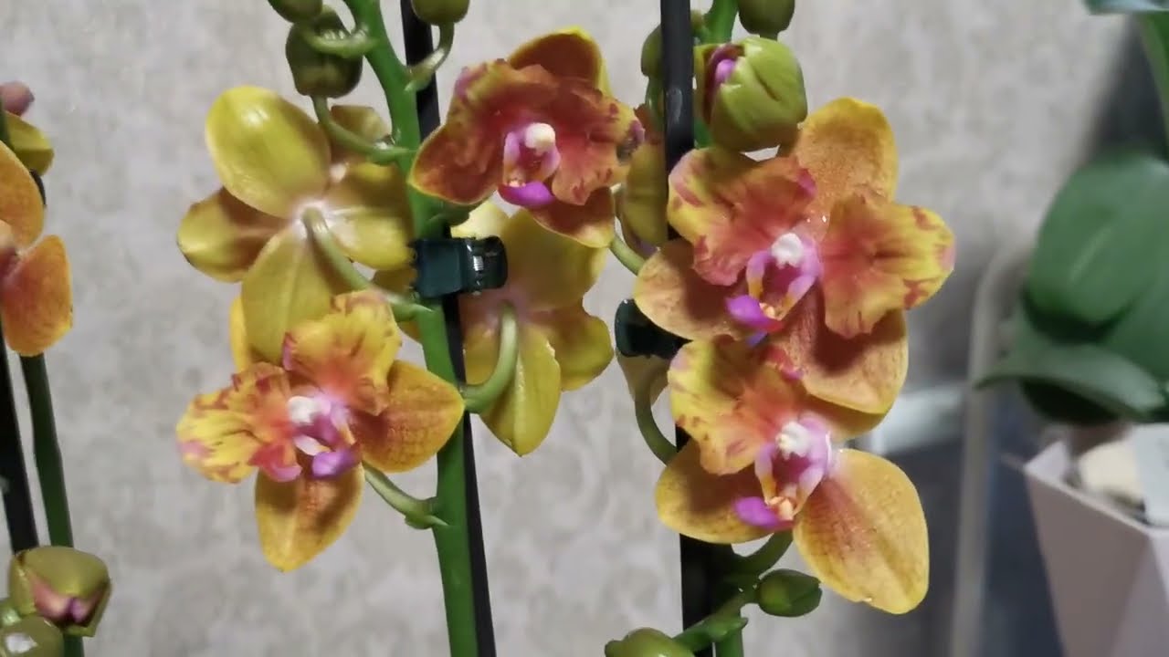 Похвастушки! Мои новиночки.. 😍🦋