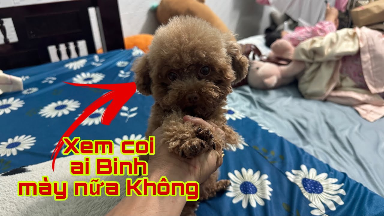 Nay lucky mới hớt lông đẹp cute luôn