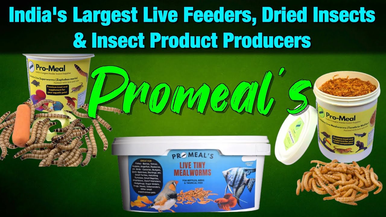 Promeal's I Mealworms & Superworms I Delivery all over India