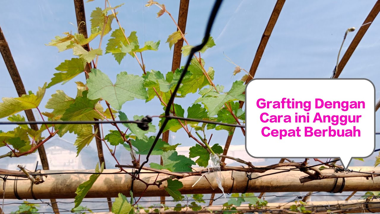 Trik Ganti Varian Anggur Grafting Dicabang Tersier Dengan Keberhasilan 99℅‼️