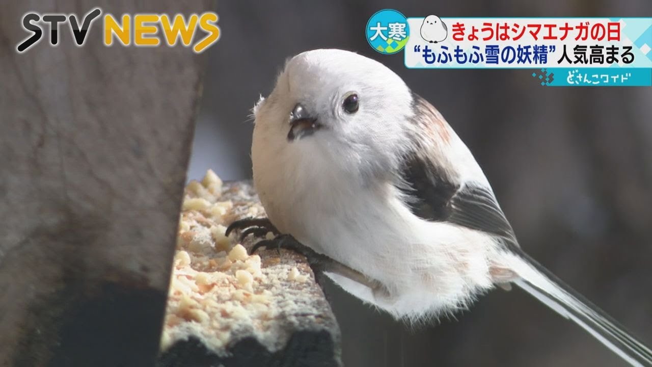【雪の妖精】きょう「シマエナガの日」　カフェで観察「まるでアイドル」　全国からファン訪れる