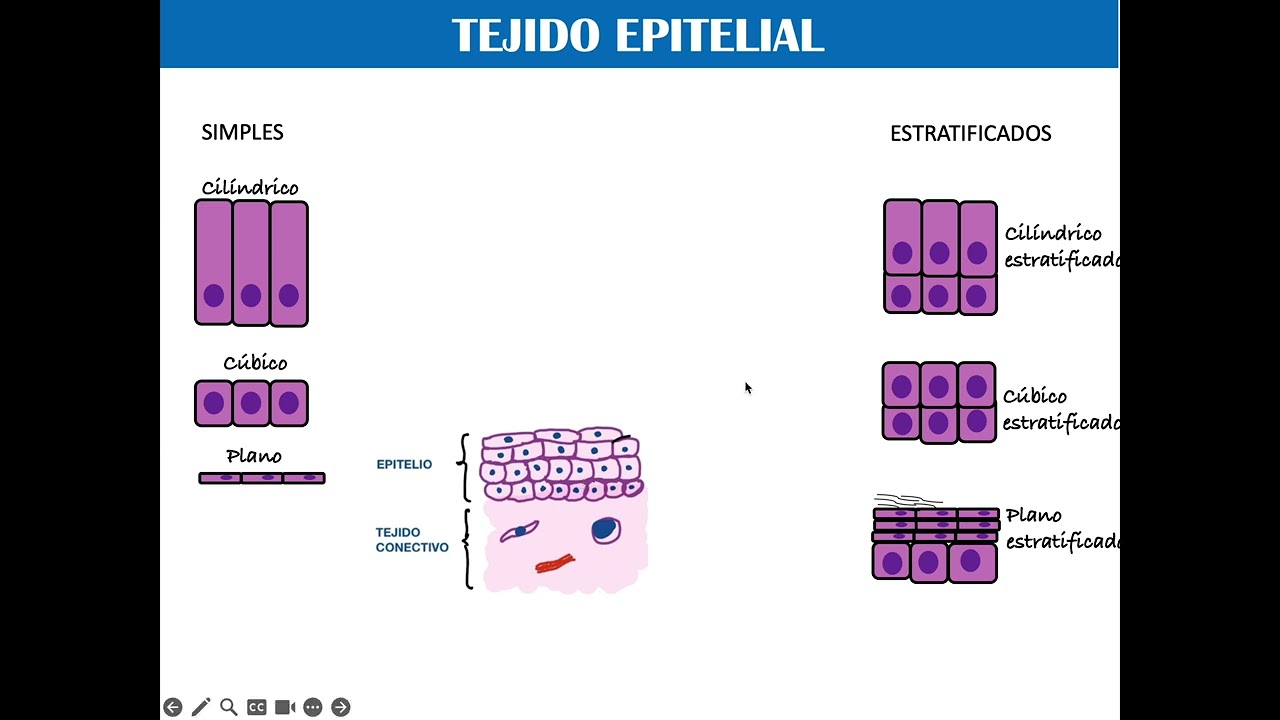Introducci&oacute;n a los 4 tejidos b&aacute;sicos