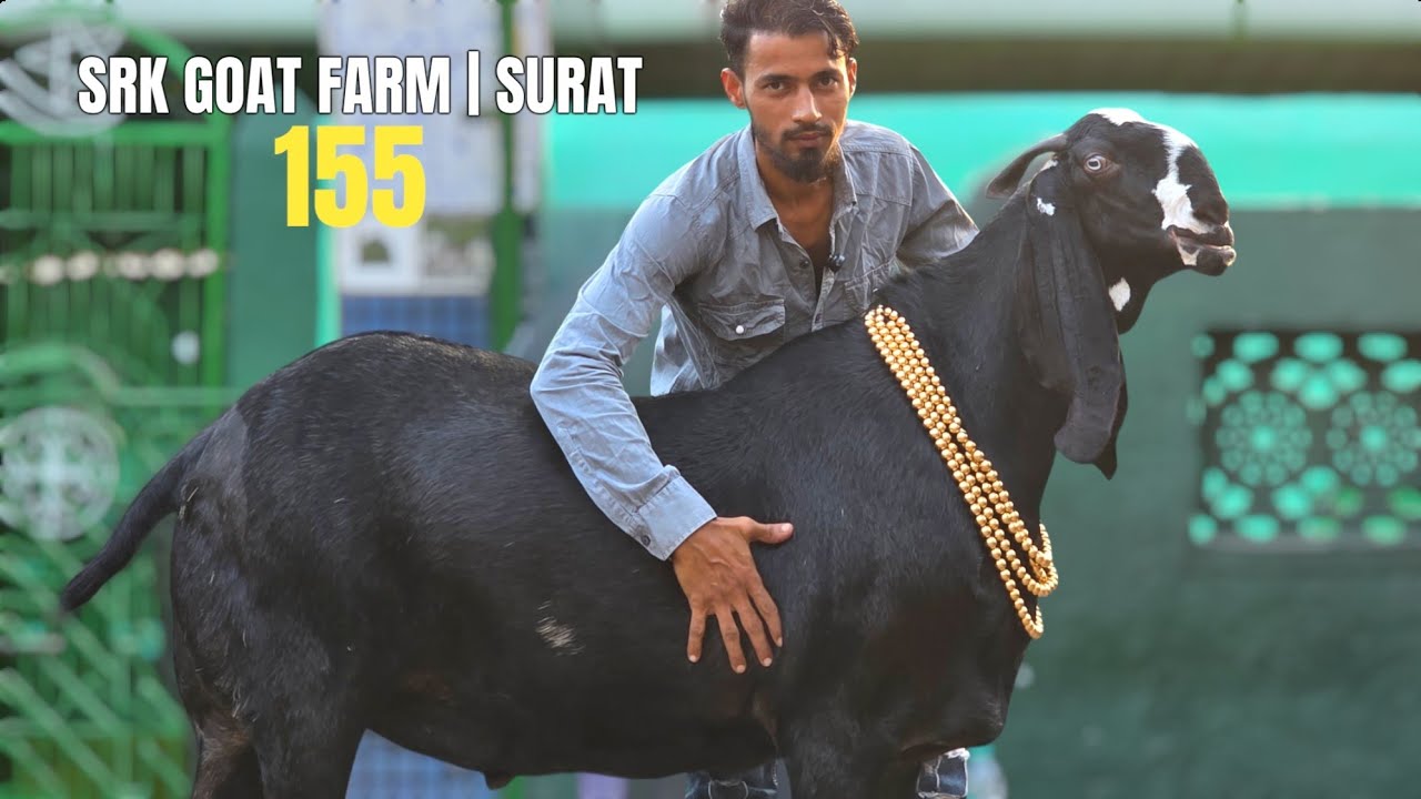 SRK GOAT FARM BLACK BEAUTY | BEETAL AVAILABLE CONTACT SAHRUKH