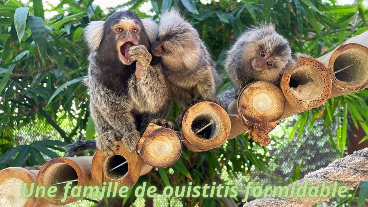 معلومات مهمة حول أصغر قرد في العالم 