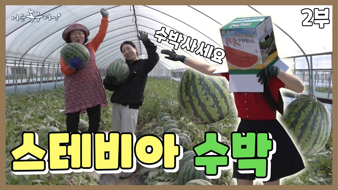 [나는농부다 360회 2부] 수박밭 금수저! 은혜 씨의 꽈당 일기