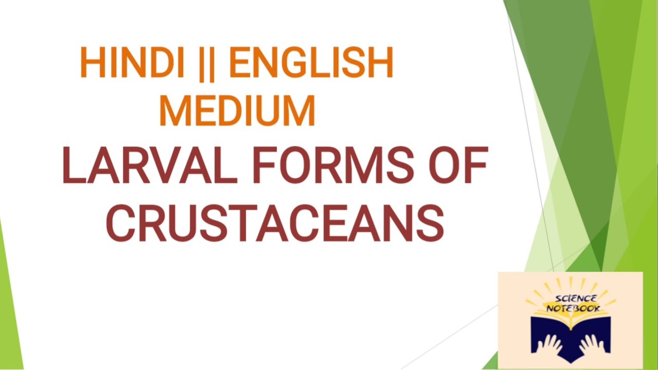 Larval forms of crustaceans | Nauplius Larva ,Metanauplius,  Protozoa, Zoea  |MSc BSc |