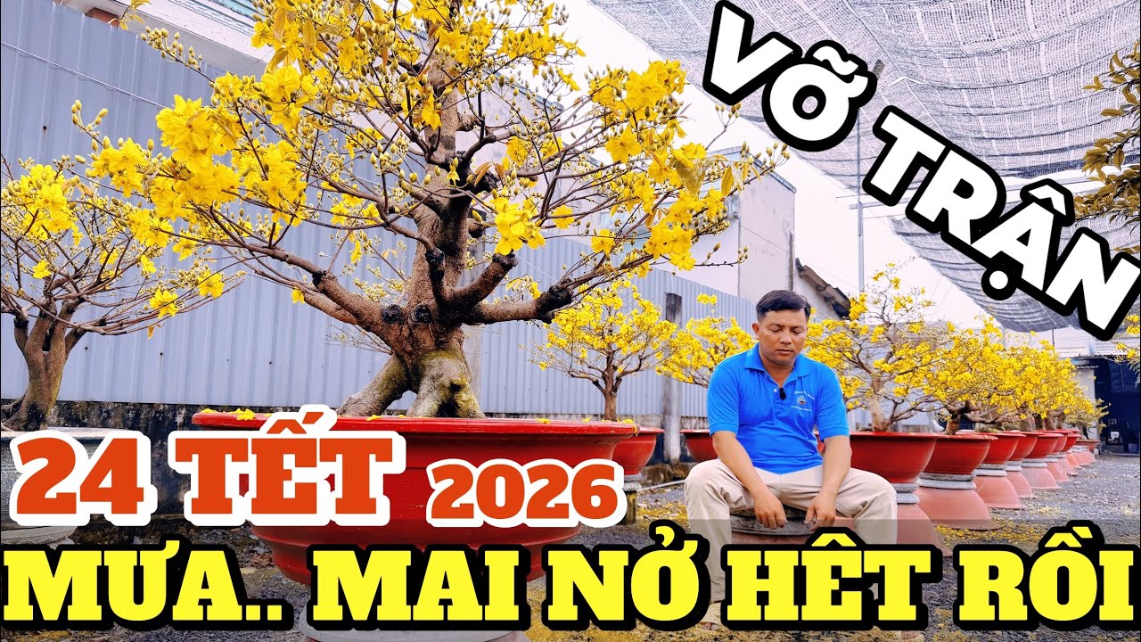 GIẢI CỨU dàn mai Tết 2026 tứ quý khủng CHO THUÊ GIÁ RẺ 1,5tr Độc Bước chỉ cách chăm SBBL Ko RỤNG NỤ