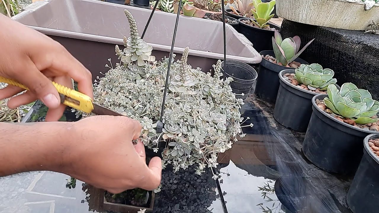 Orostachys Boehmeri  (Propagação e Cuidados)