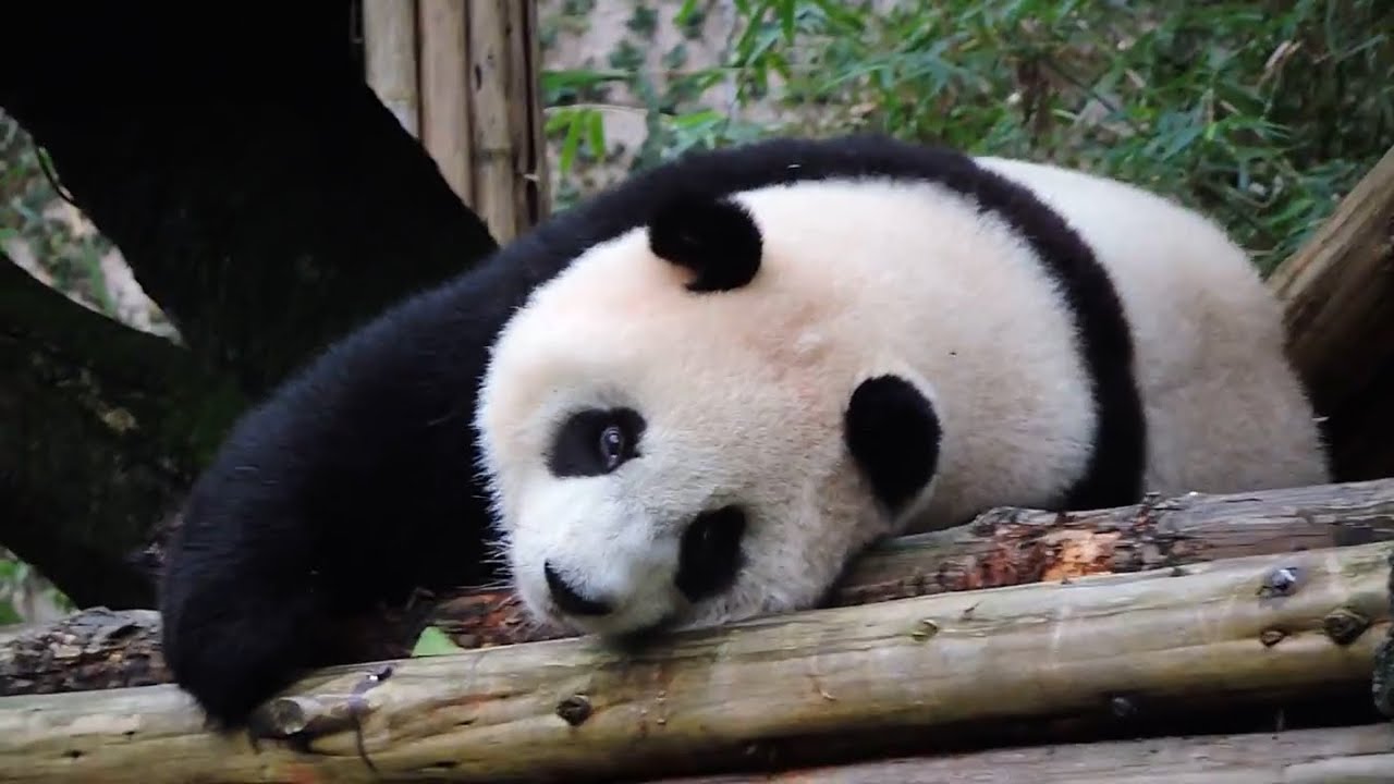 20160124-2 圓仔冬筍棲架吃 躺玩冰塊起舞獅 Giant Panda Yuan Zai