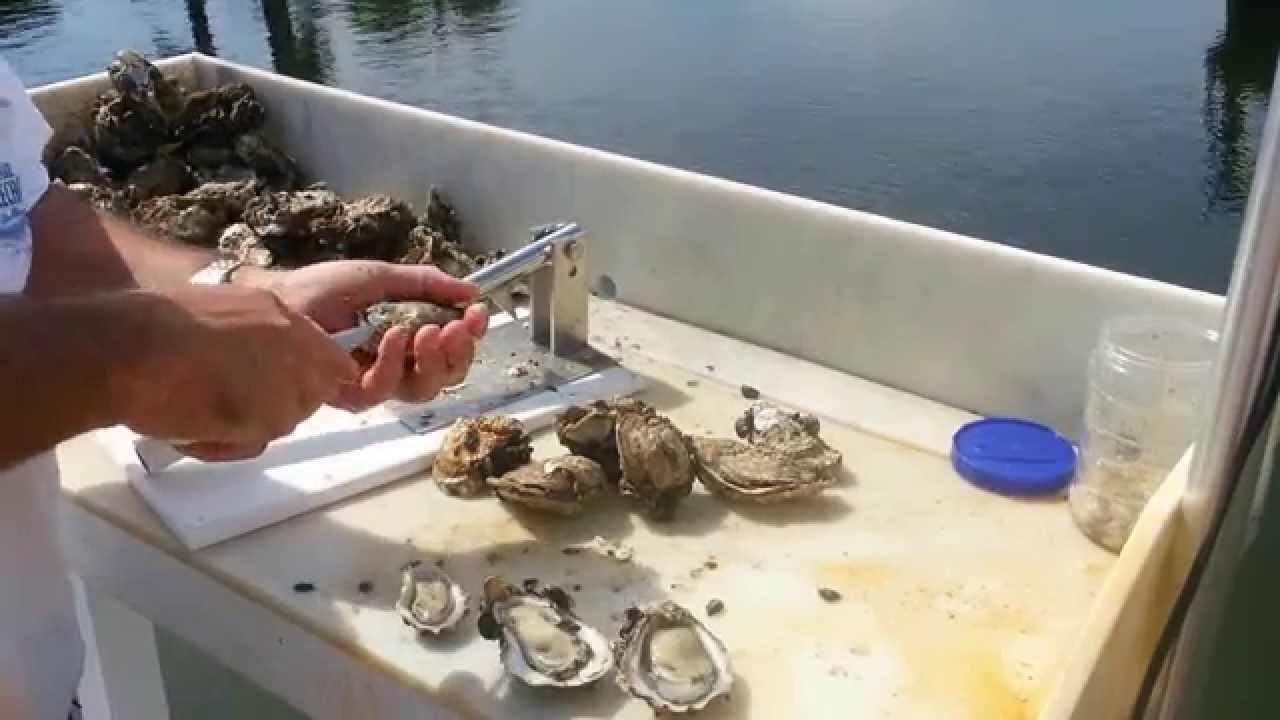 Oyster Kracker Oyster Shucker and Clam Opener