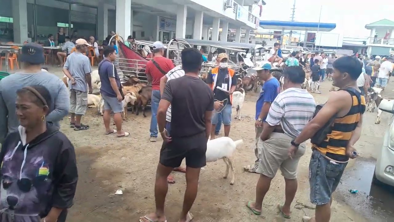 kambing napaanak sa palingki garcia bats.