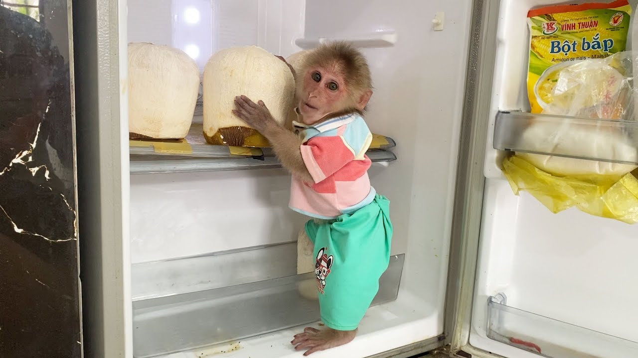 Super Smart! SinSin Monkey's Smart Way to Drink Coconut Water