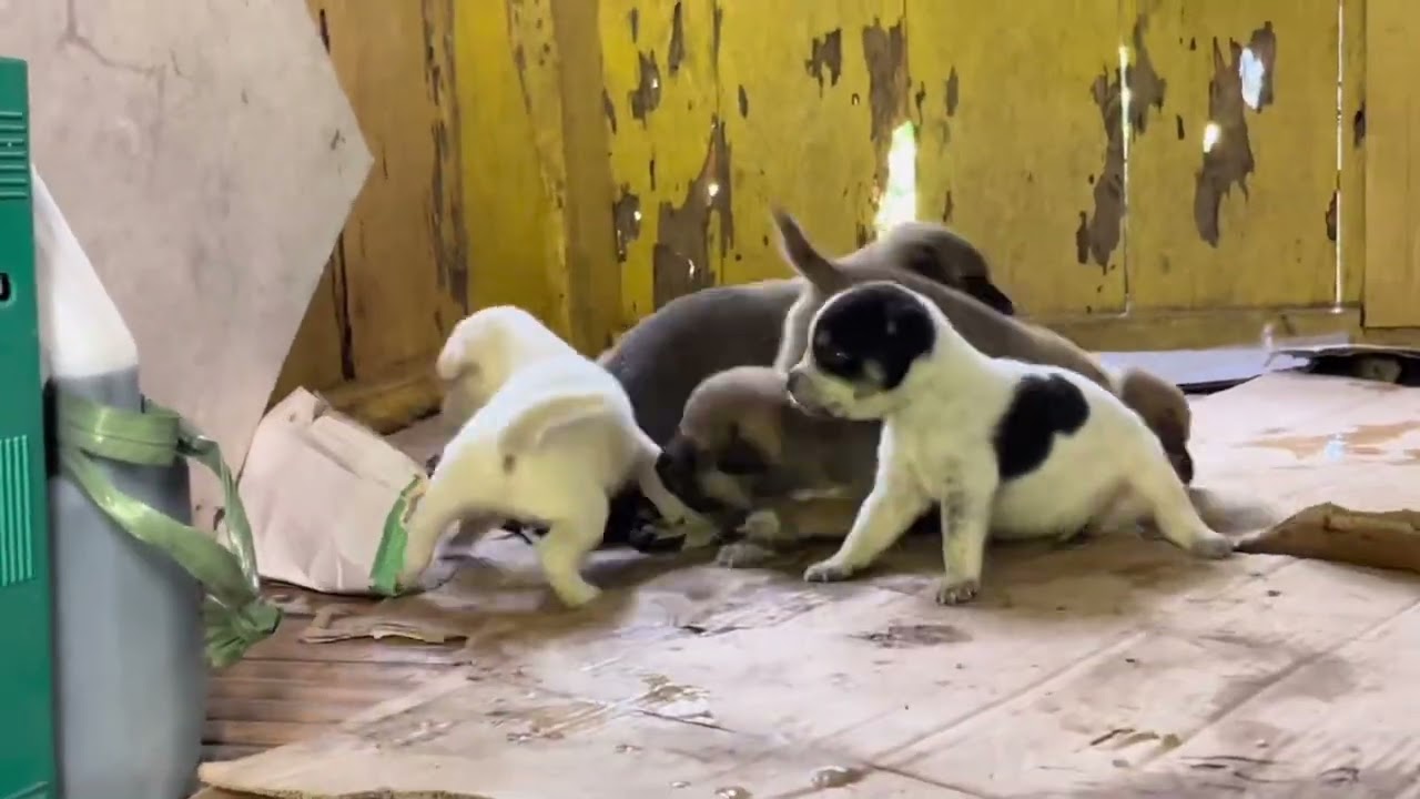 MAMBUSAO,ROXAS CITY CAPIZ|My HomE Town|ANCESTRAL house|SiMple LIFE|GREAT ExprncE.|SUPERBONGTV🍸