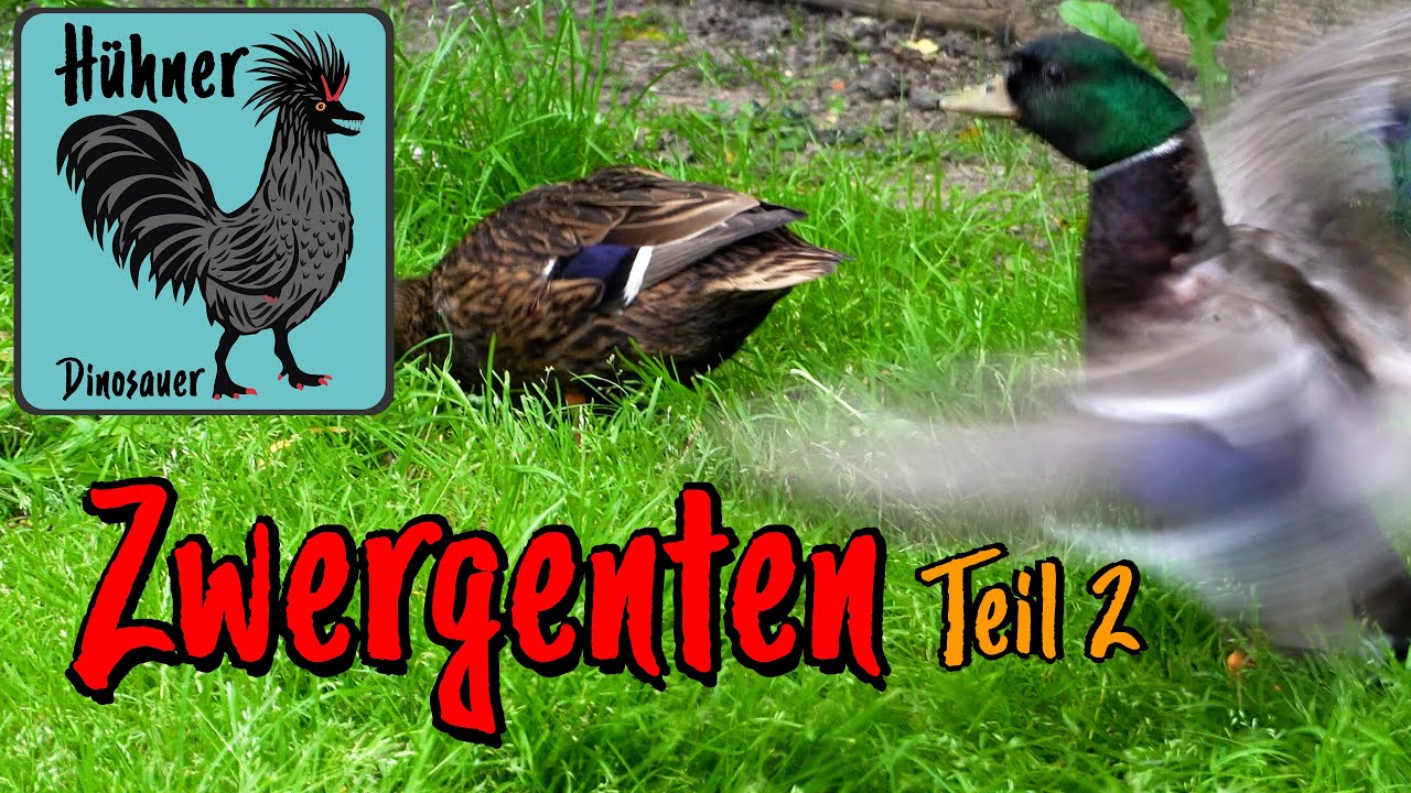 Zwerg Enten 🦆 Haltung & Zucht Teil 2 Zuschauerfragen beantwortet