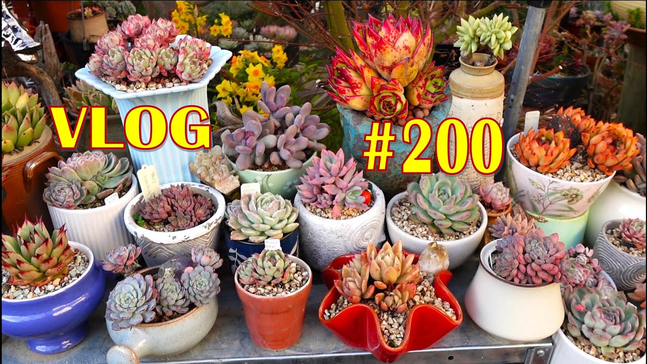 GROW SUCCULENT in NO SOIL and MORE LIGHT | VLOG #200 - Succulents & Coffee with LizK