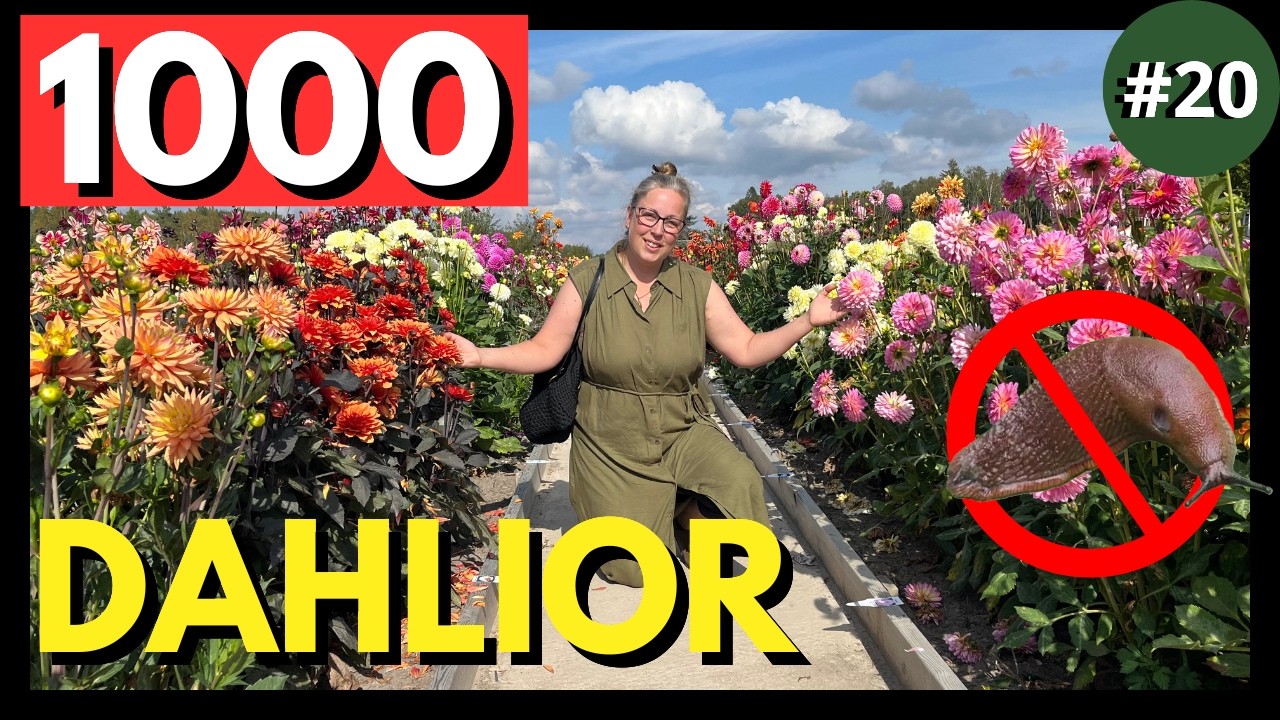 Dahlior 🌸 Europas STÖRSTA samling – 1000 Sorter + Pelargoner & Snigeltips 🐌
