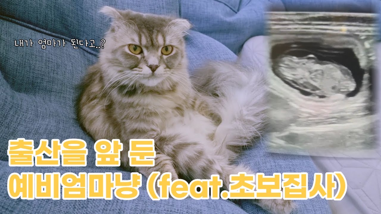 곧 출산을 앞둔 고양이와 본격 초보집사의 육묘일기 시작
