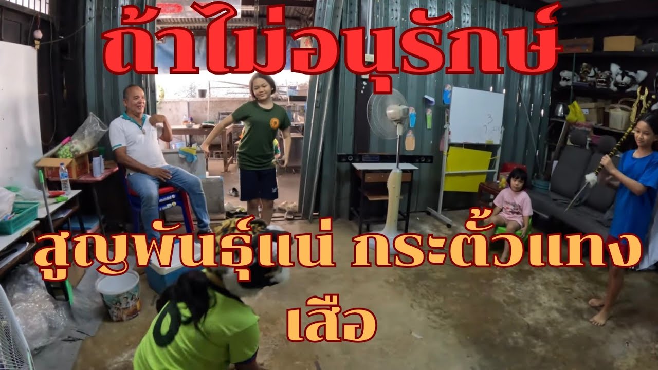 ถ้าไม่อนุรักษ์ สูญพันธุ์แน่ กระตั้วแทงเสือ