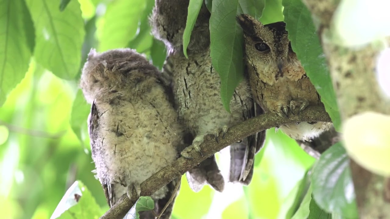 Collared Scops Owls