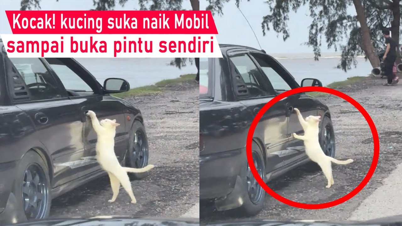 Pasti Ketawa Ngakak! kucing suka Naik Mobil sampai Maksa buka pintu sendiri/Video kompilasi Lucu